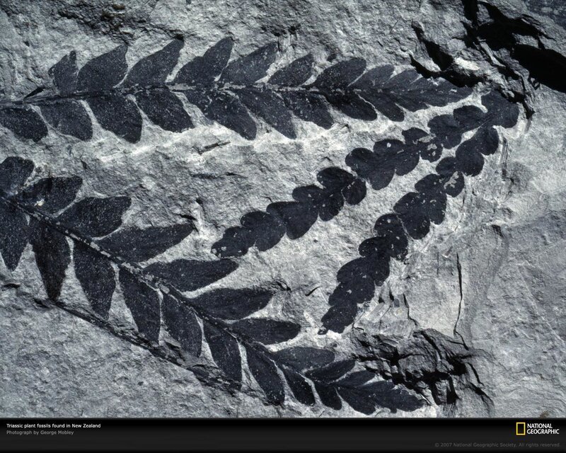 Triassic plant fossils in New Zealand