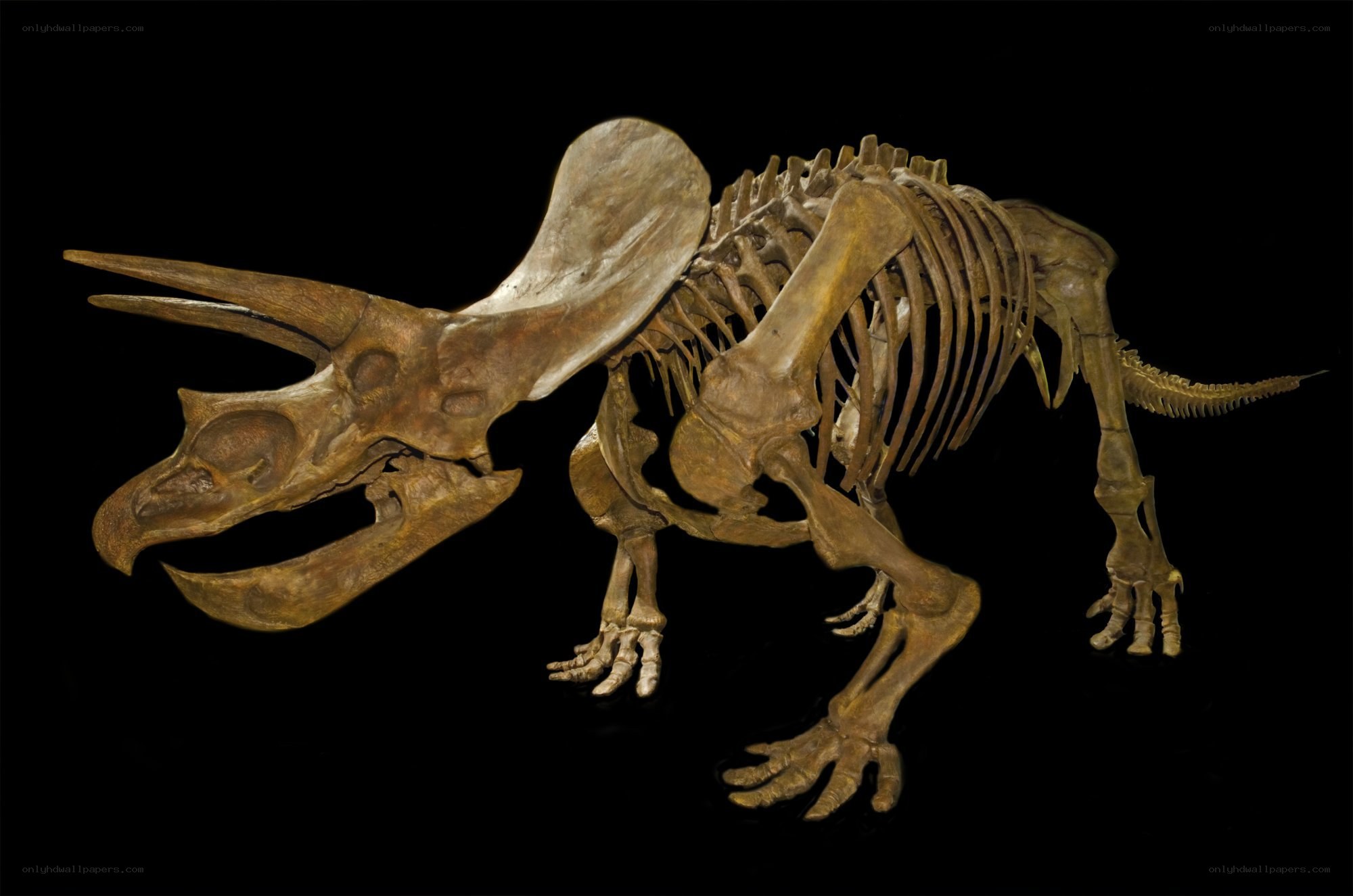 Triceratops fossil skeleton