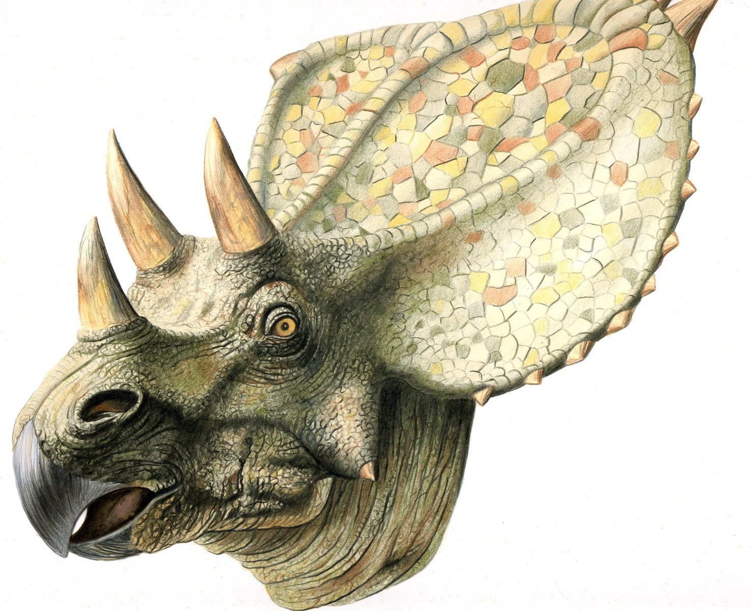 Triceratops head illustration