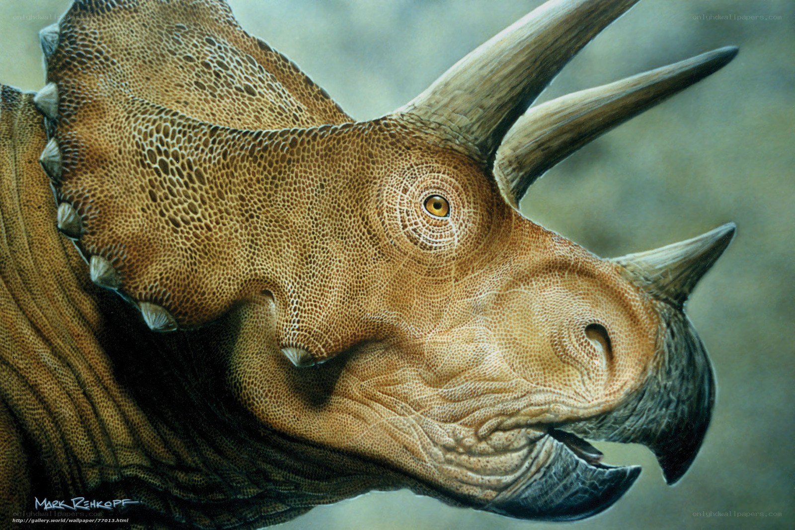 Triceratops head portrait