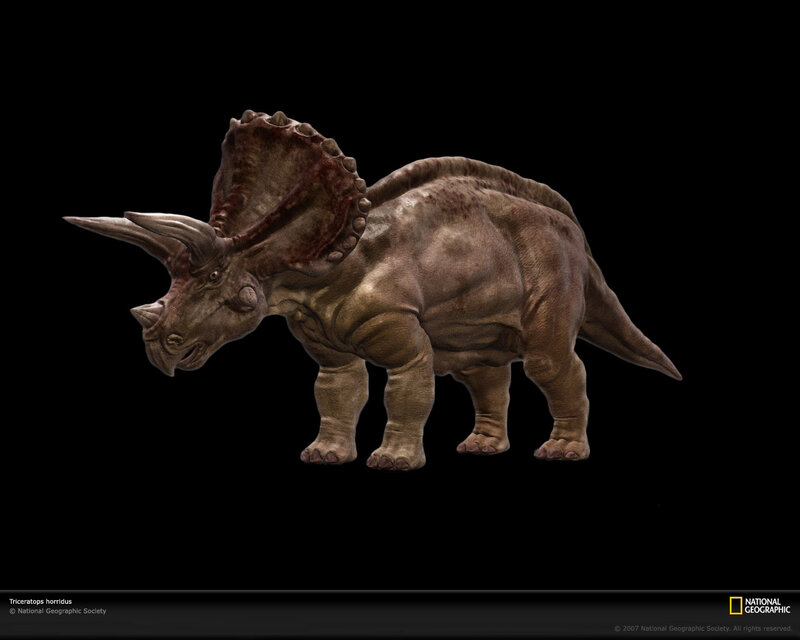 Triceratops horridus