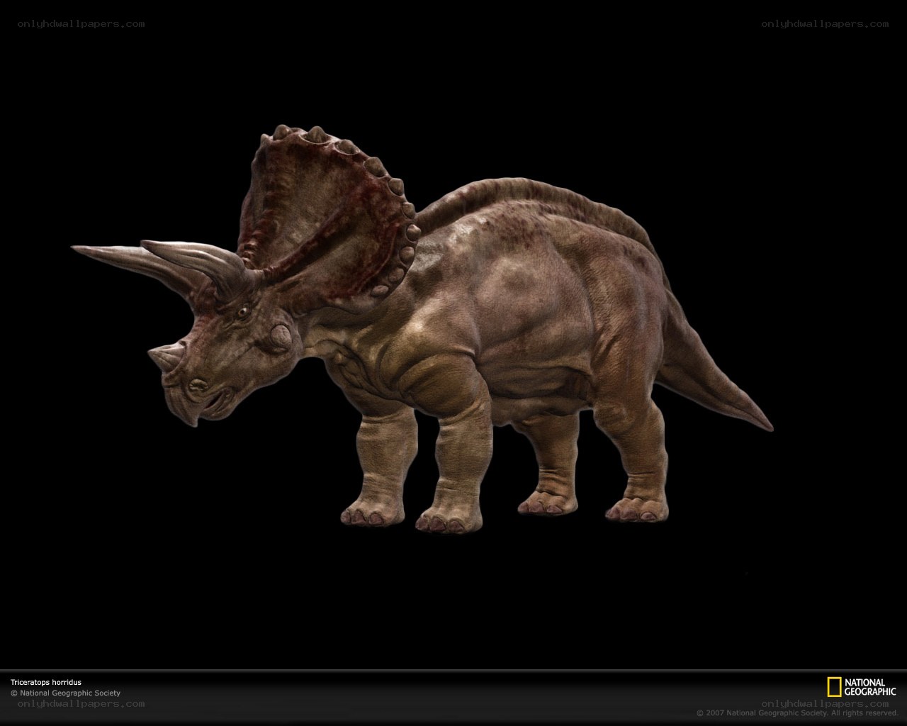 Triceratops horridus