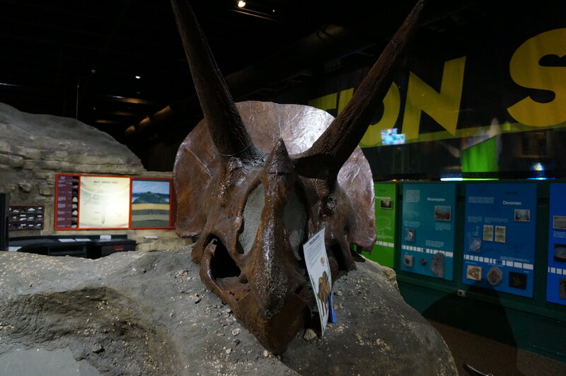 Triceratops Skull