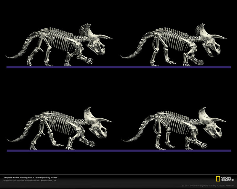 Triceratops walking animation