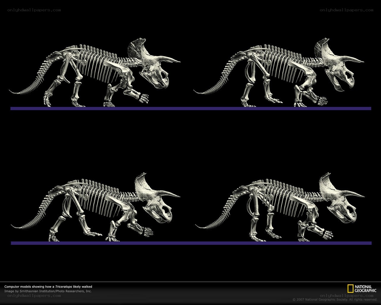 Triceratops walking animation
