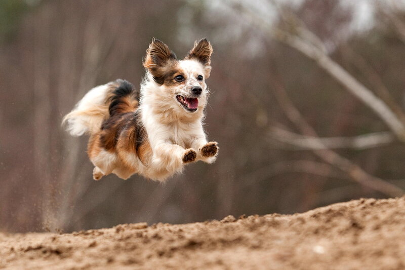 Tricolor Dog Jumping