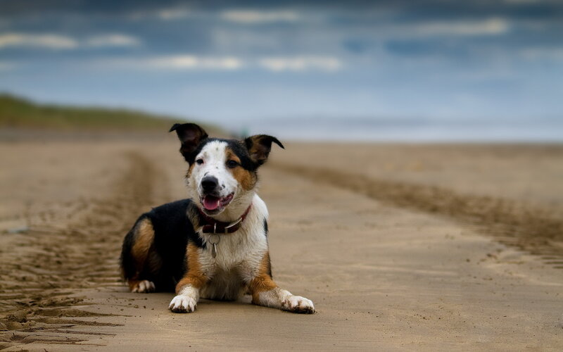 Tricolor Dog on Beach