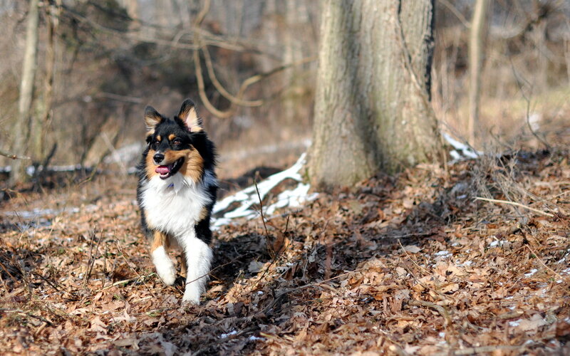 Tricolor Dog Running