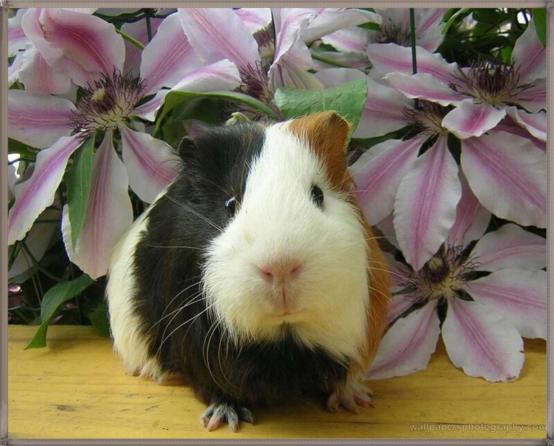 Tricolor Guinea Pig
