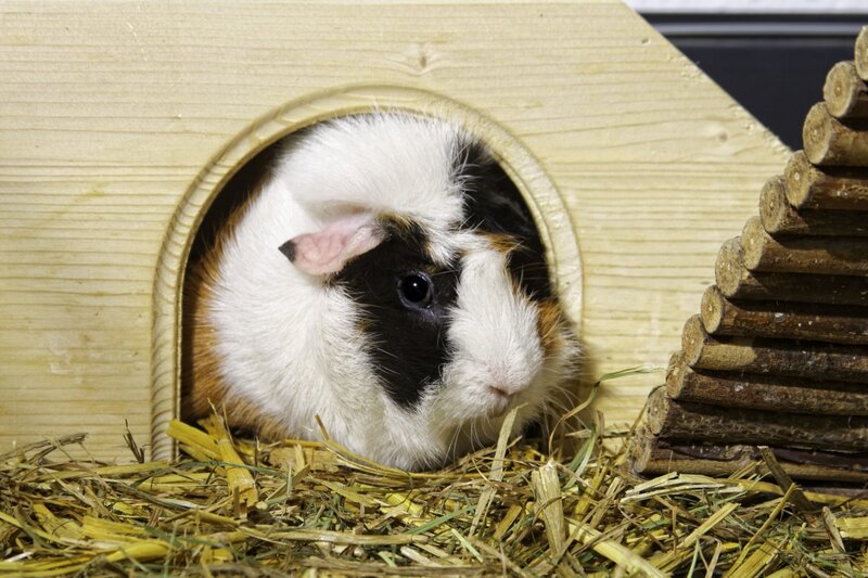 Tricolor Guinea Pig — White