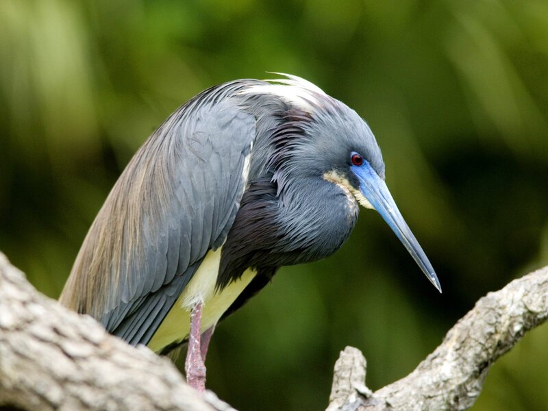tricolored heron perched on branch