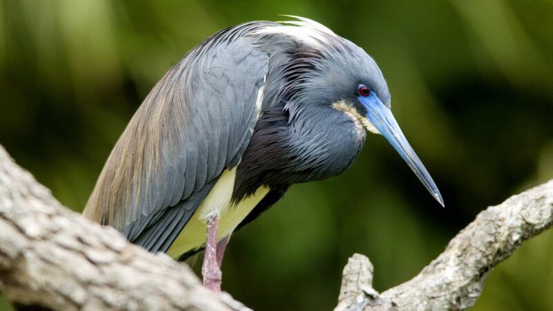 tricolored heron perched on branch