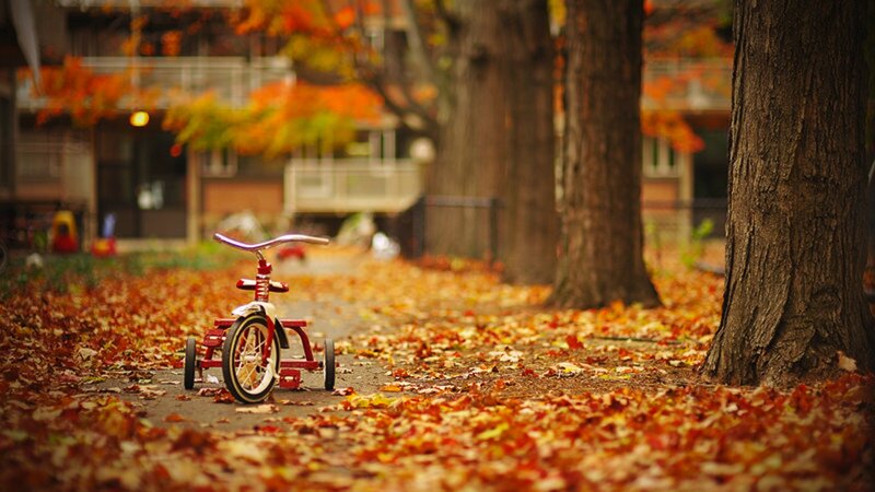 Tricycle in autumn leaves