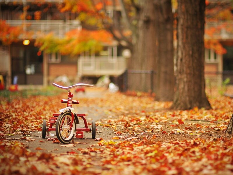 Tricycle in autumn leaves