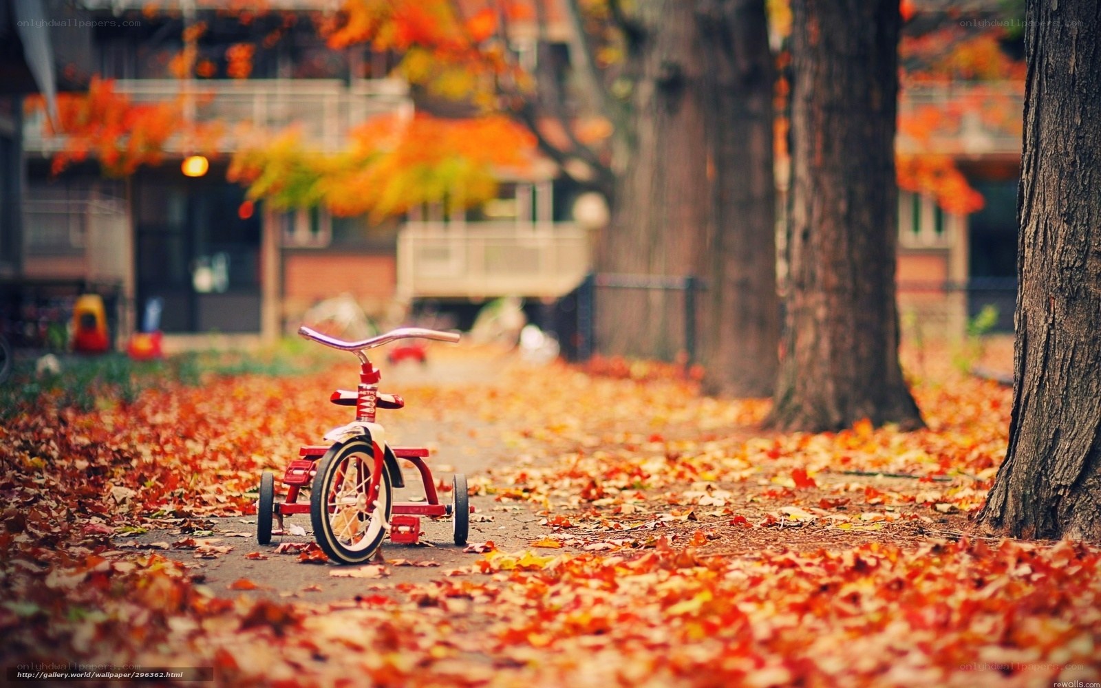 Tricycle in autumn leaves