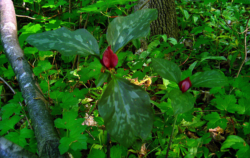 Trillium Flower in Forest