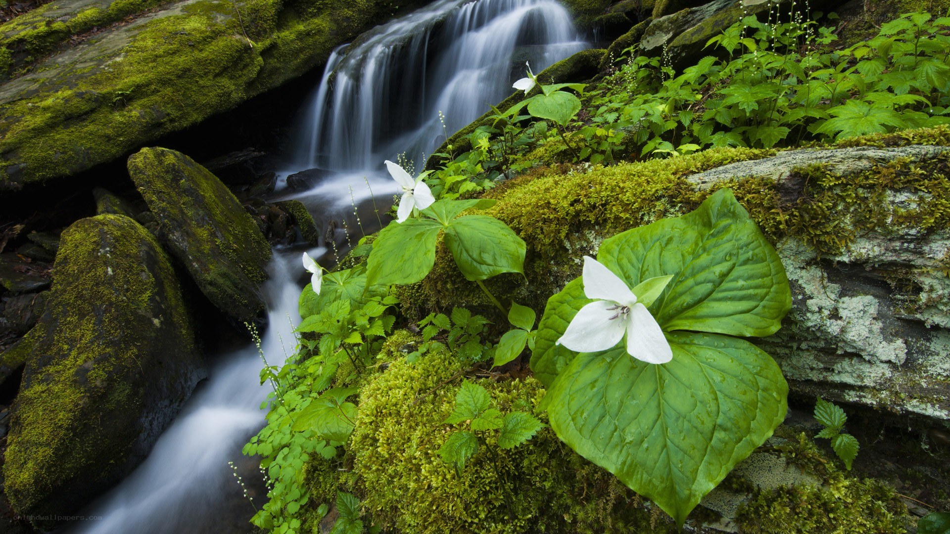 Trillium flowers by a forest stream