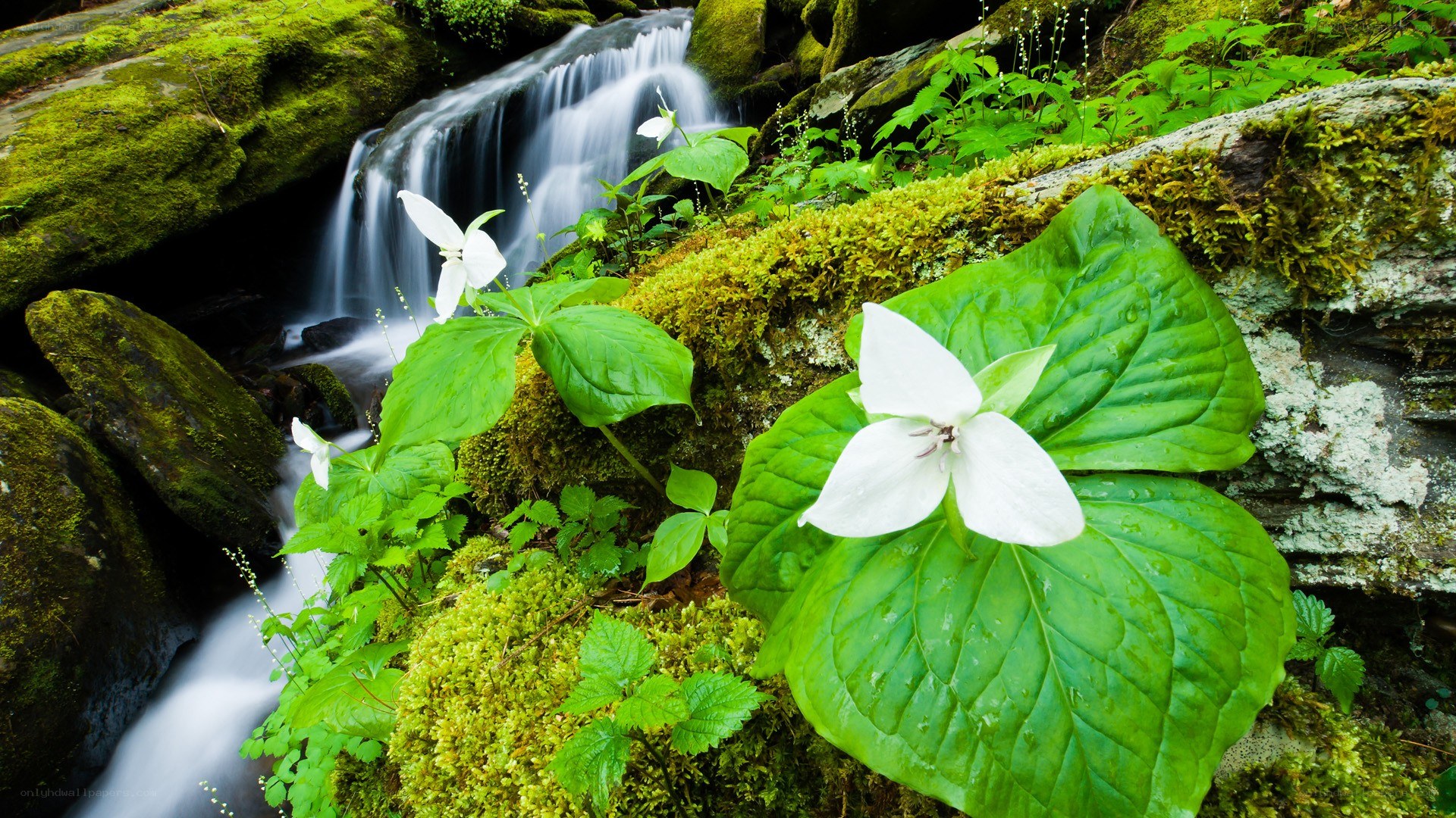 Trillium flowers by a forest stream