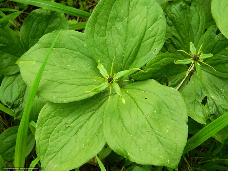 Trillium Plant with Leaves