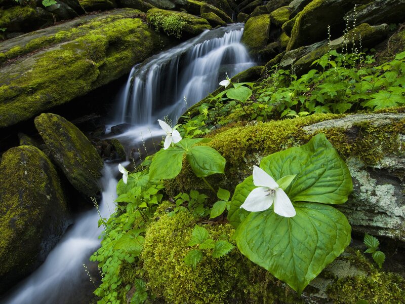 Trilliums by a forest stream