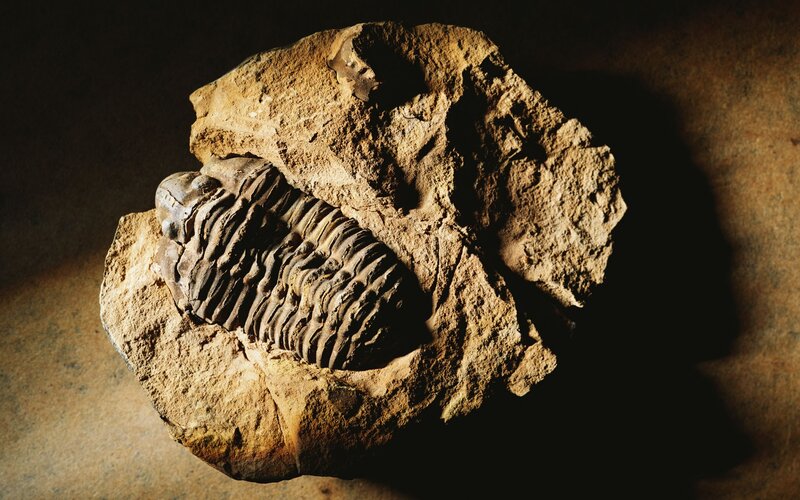 Trilobite Fossil — Brown, Dramatic, Photograph, Rock