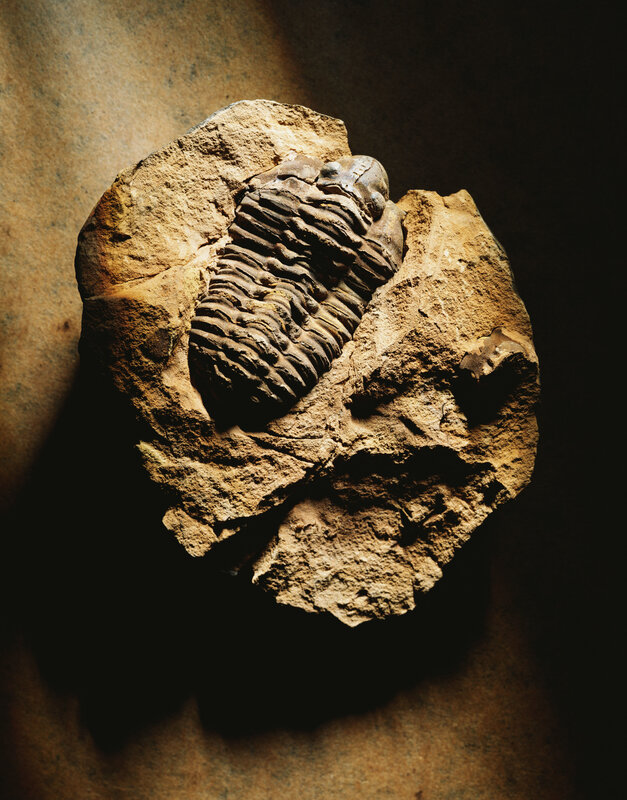 Trilobite fossil in rock