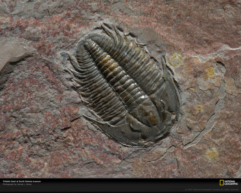 Trilobite fossil in rock