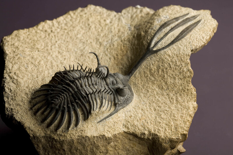 trilobite fossil in rock