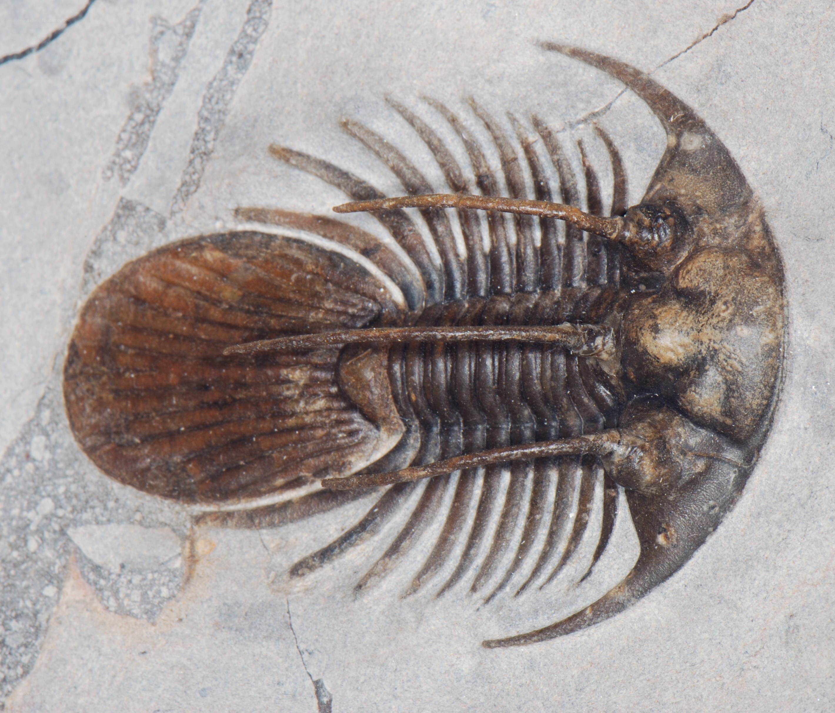 trilobite fossil specimen