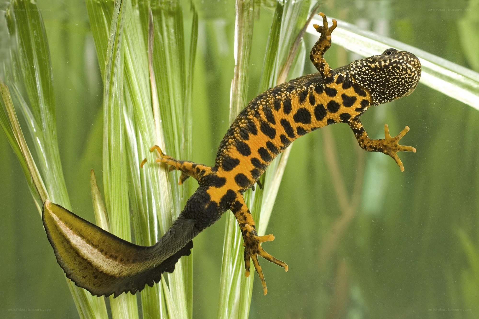 Triton salamander underwater