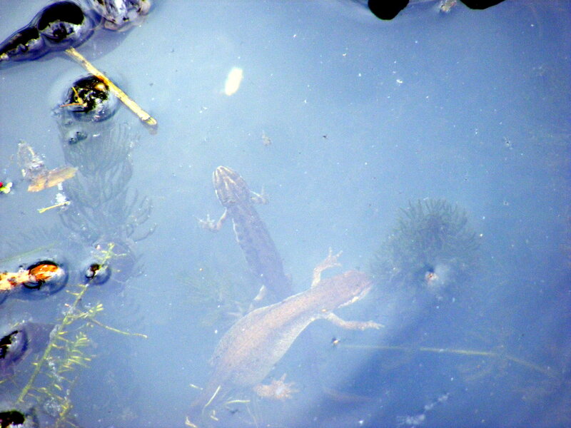 Tritons swimming underwater
