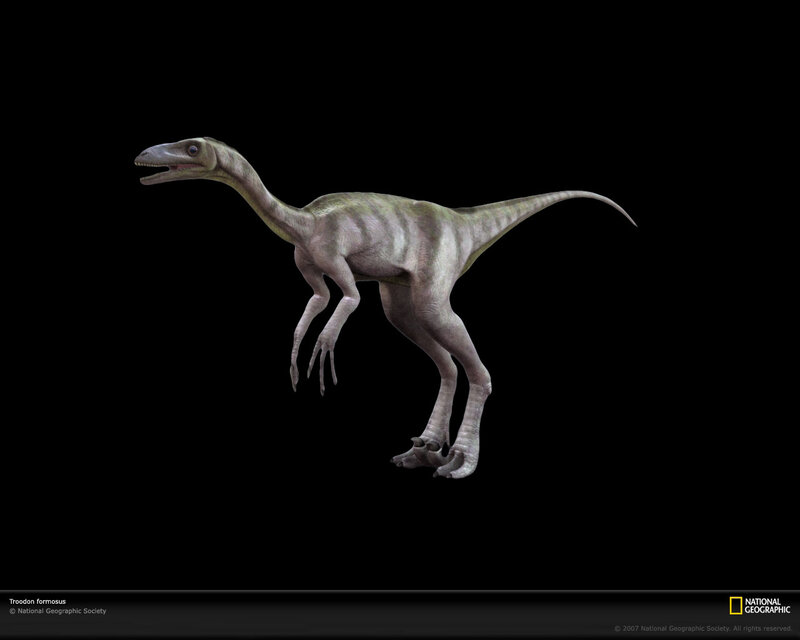 Troodon formosus dinosaur