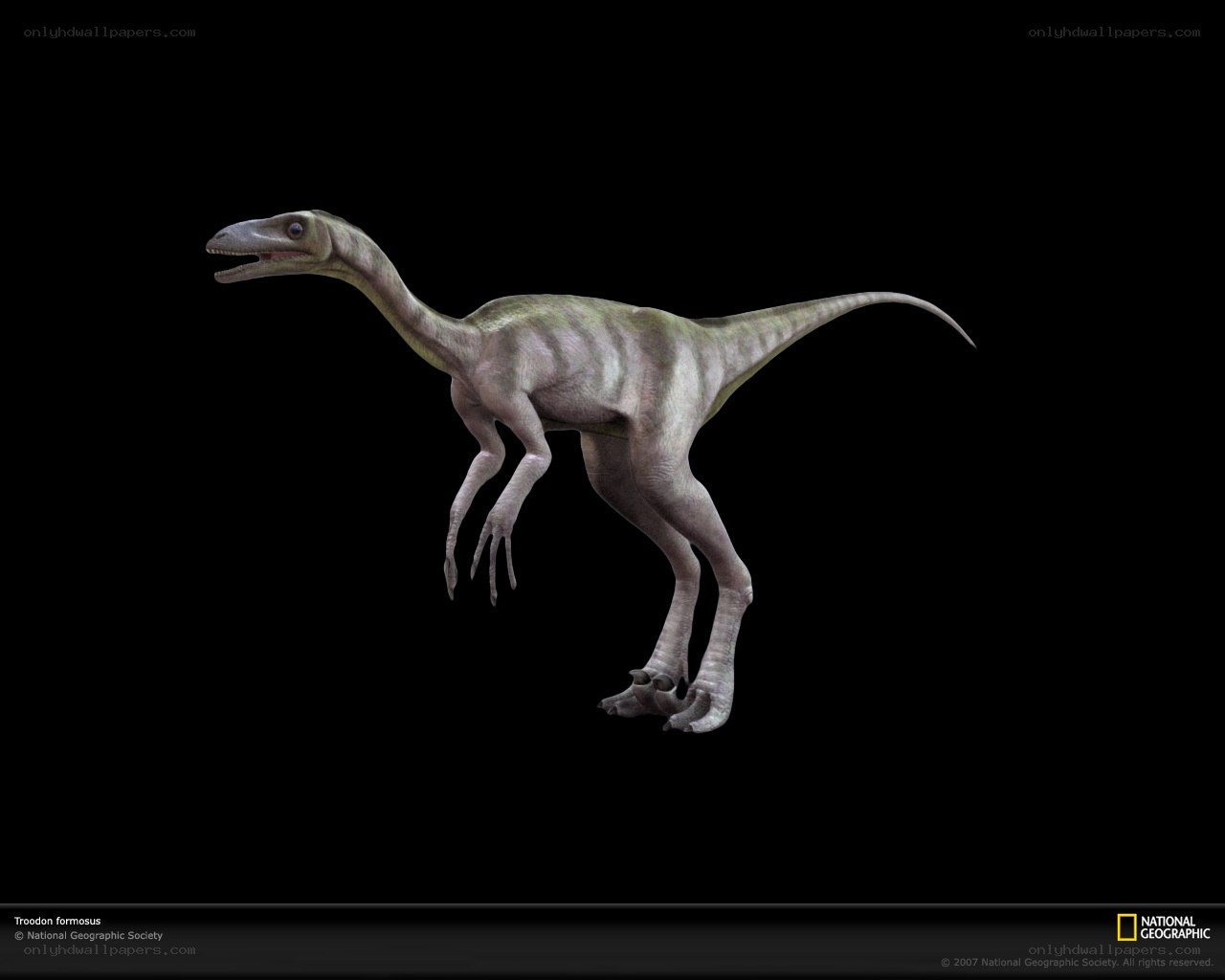 Troodon formosus dinosaur