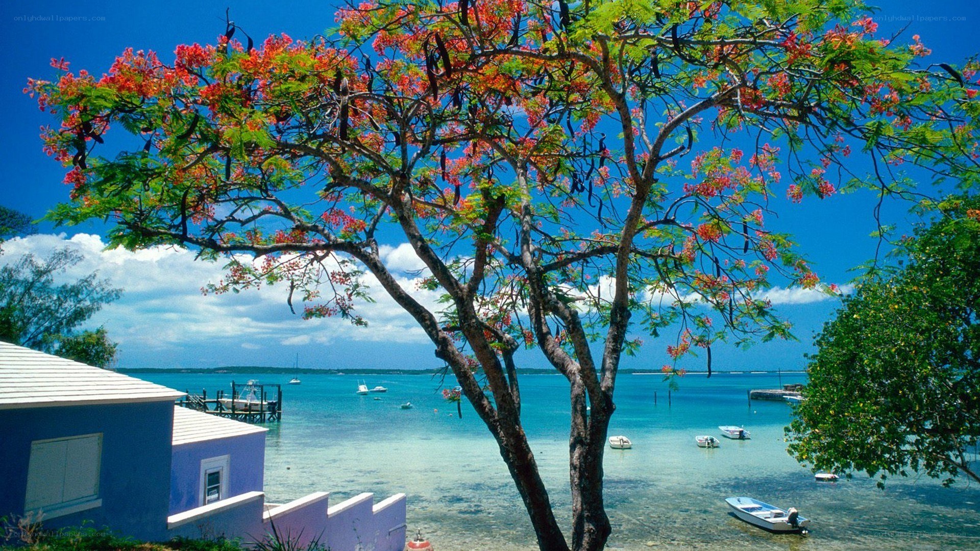 Tropical bay with flowering tree