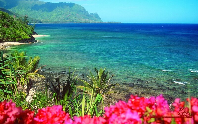 Tropical Bay with Flowers — Blue, Serene, Afternoon, Photograph