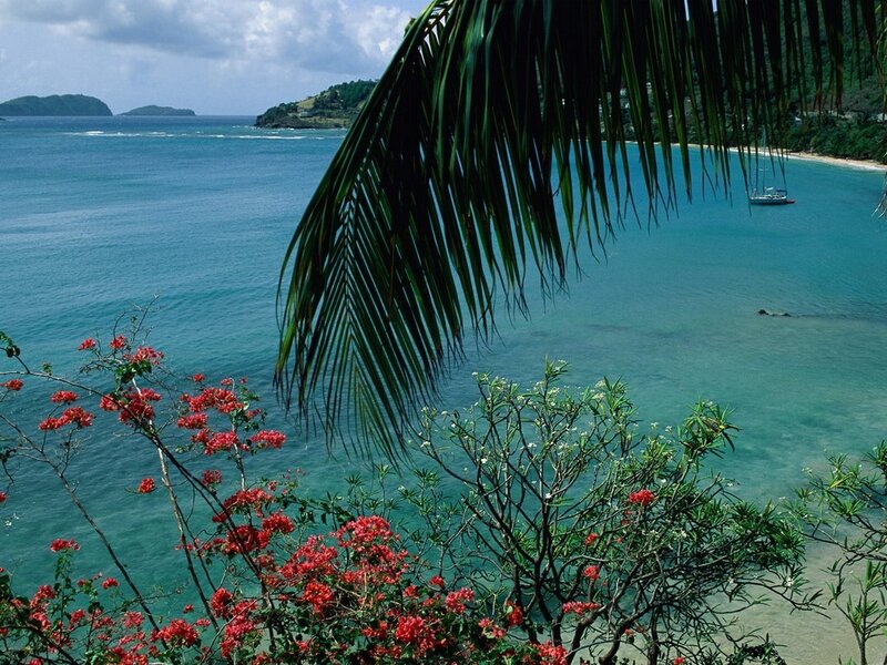 tropical bay with palm fronds