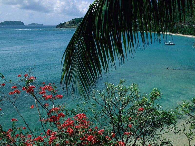 tropical bay with palm fronds