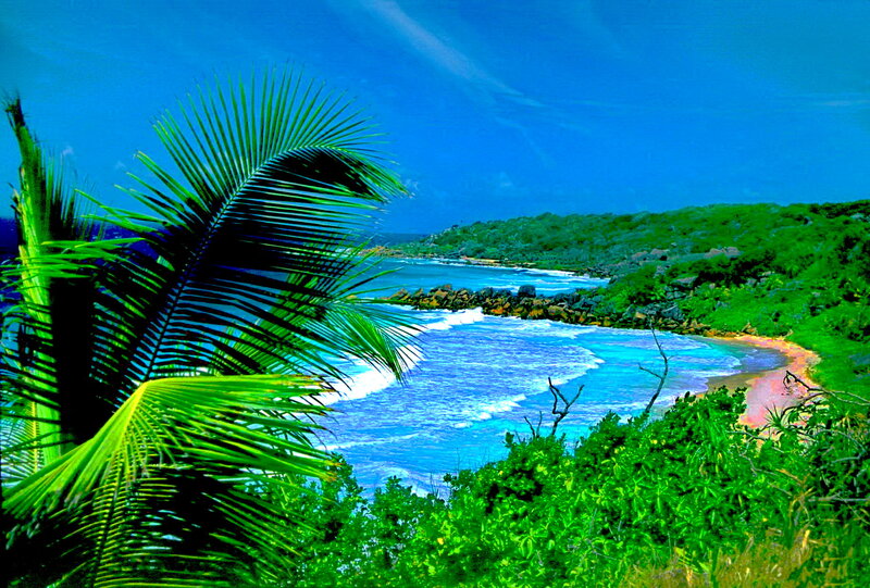 Tropical Bay with Palm Tree — Blue