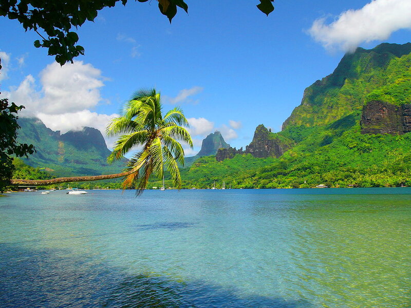 Tropical Bay with Palm Tree