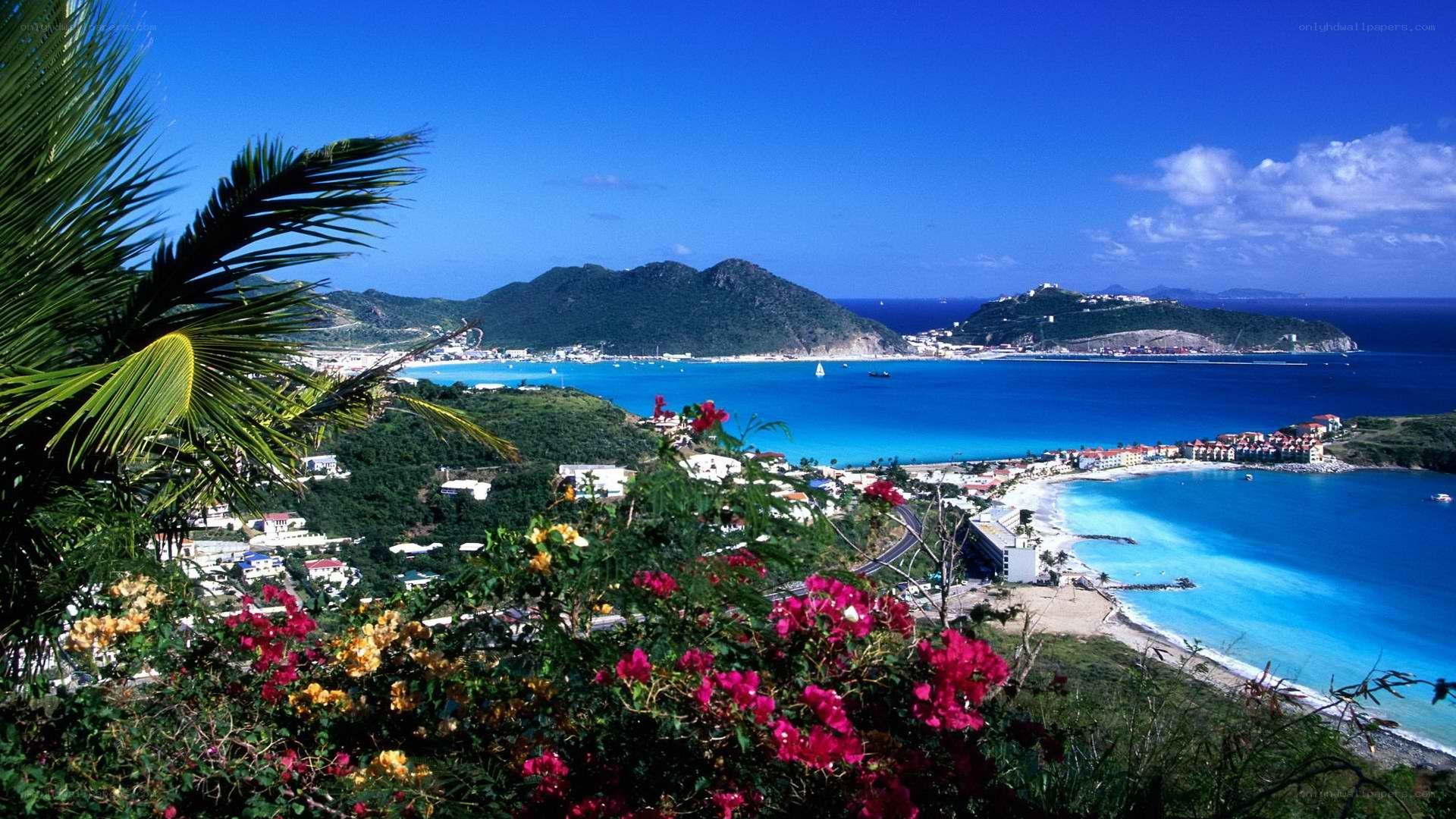 tropical bay with palm trees