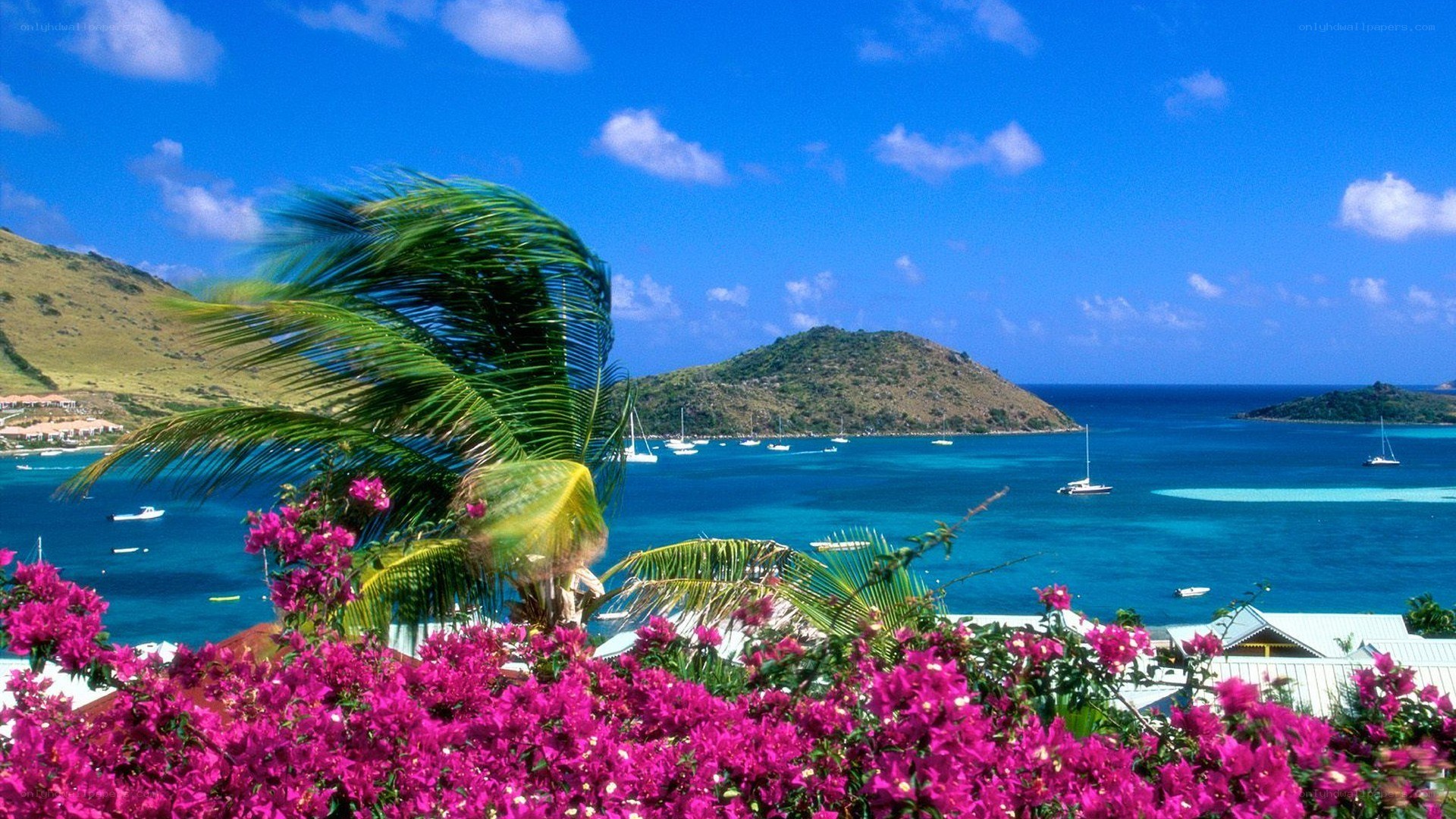 tropical bay with palm trees