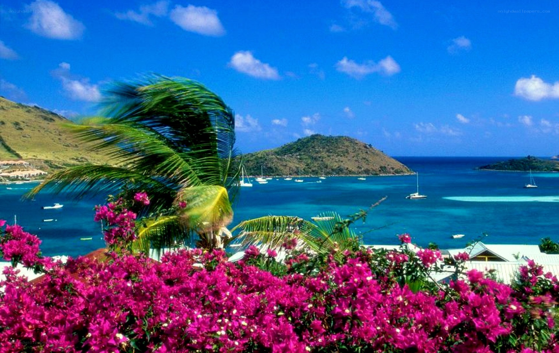tropical bay with pink flowers