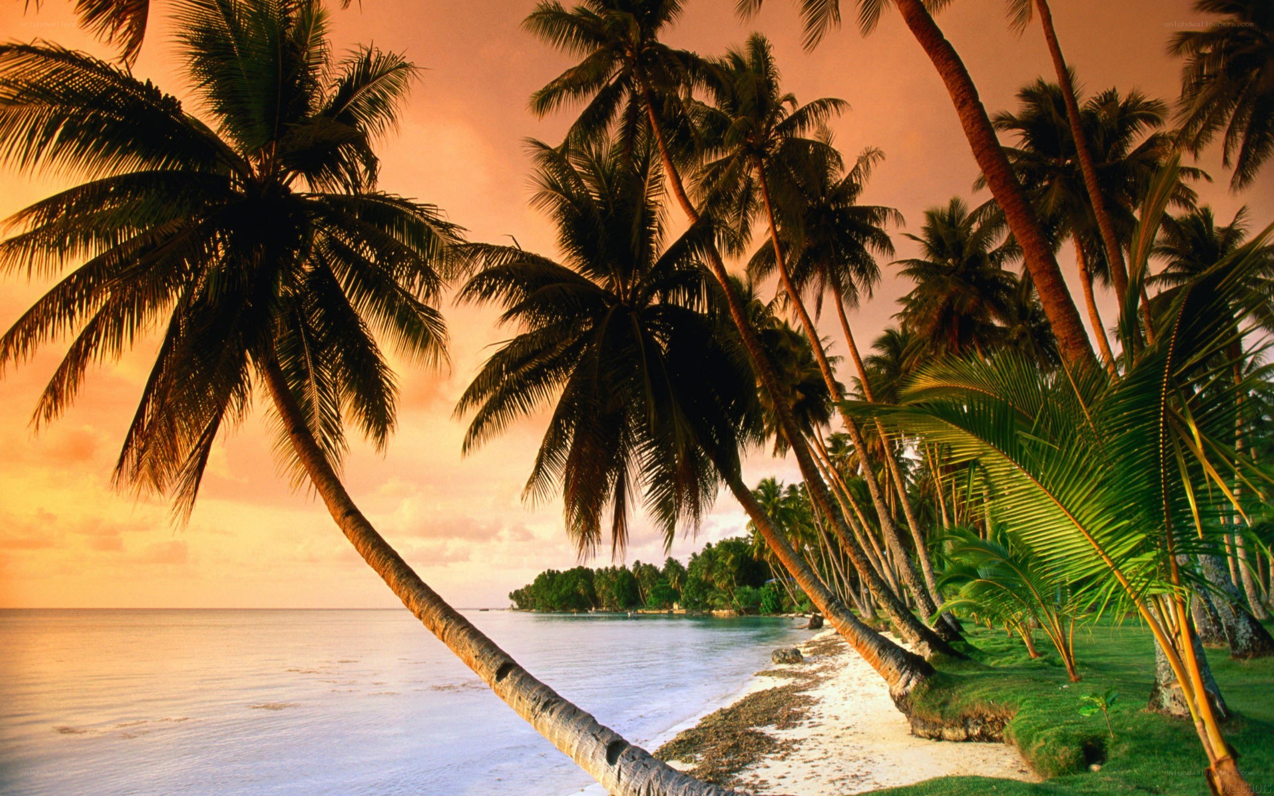 tropical beach at sunset