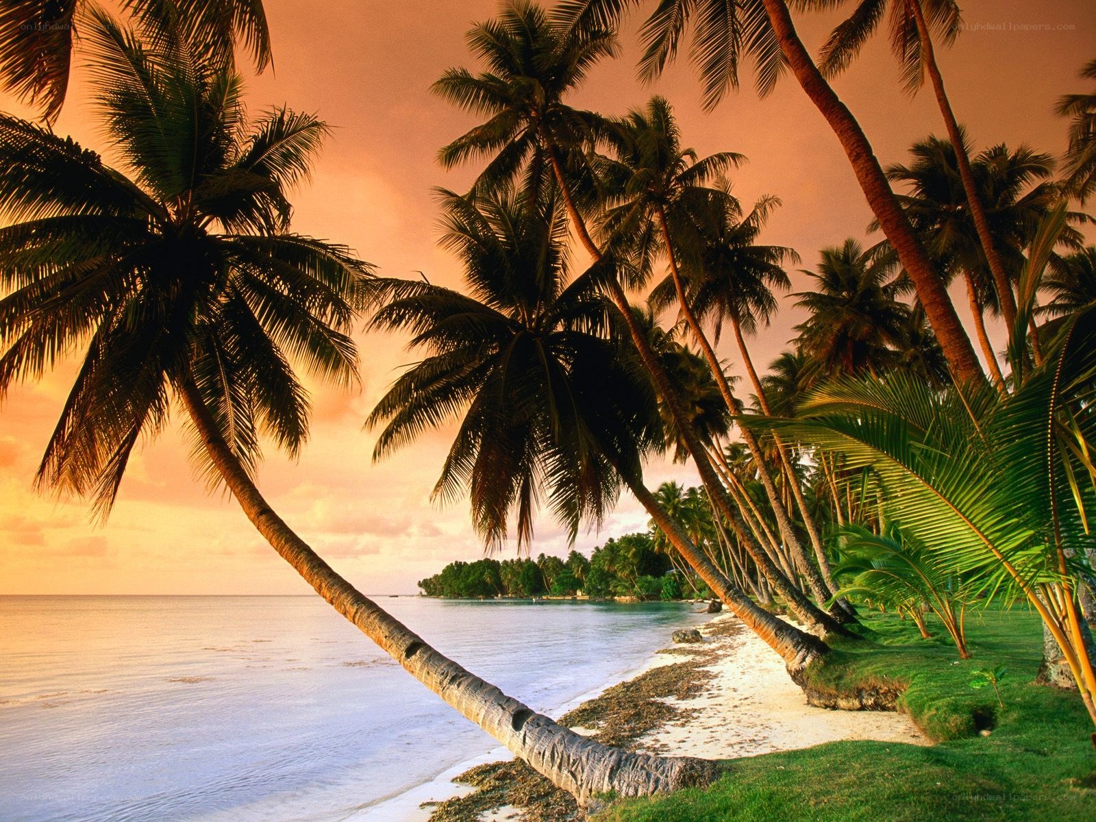 tropical beach at sunset
