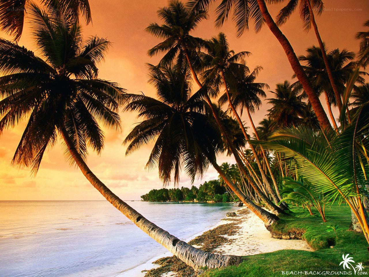 tropical beach at sunset