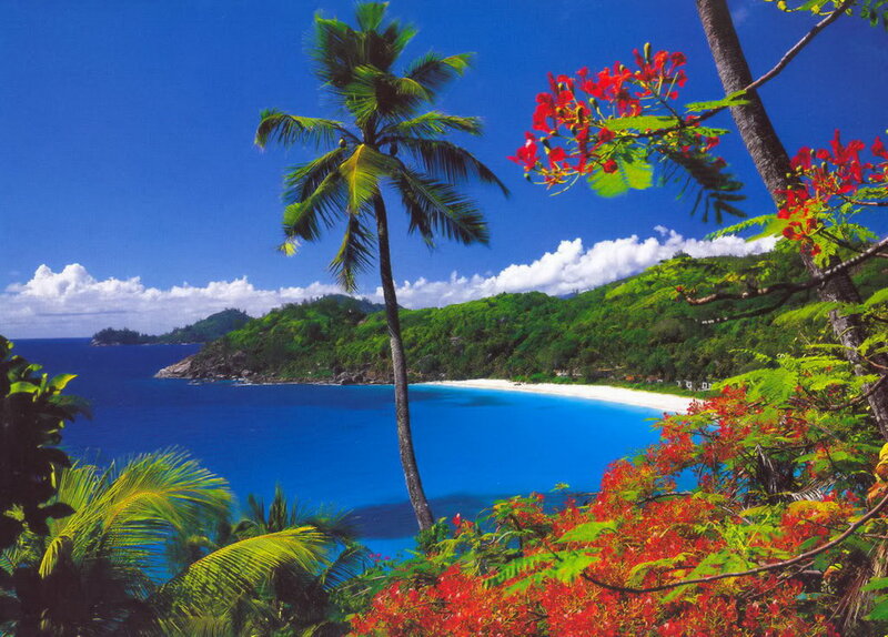 Tropical Beach Cove — Blue, Serene, Afternoon, Photograph, Palm Tree, Flowers