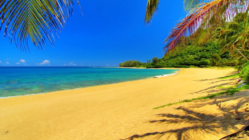 Tropical Beach Cove — Blue, Serene, Afternoon, Photograph, Palm Trees, Ocean, Sand, Forest