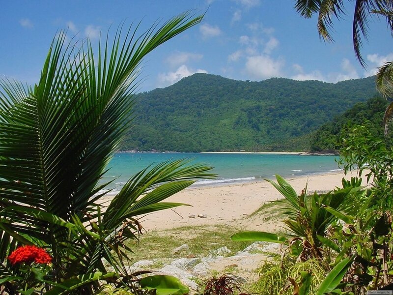 Tropical Beach Cove — Green, Serene