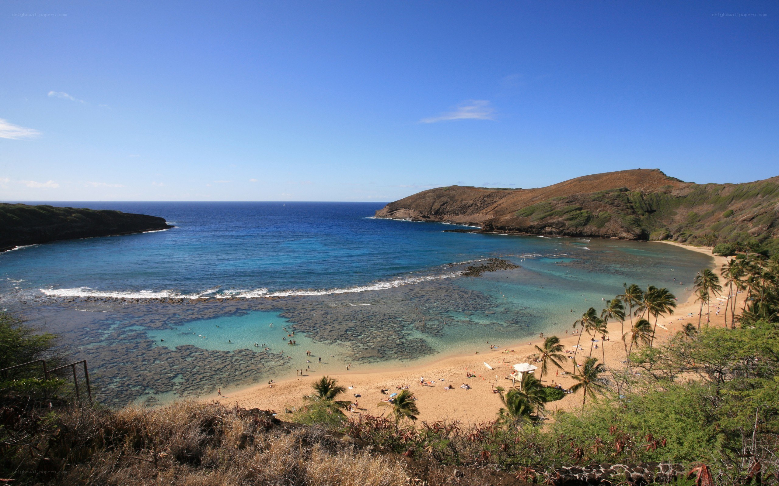 tropical beach cove with palm trees