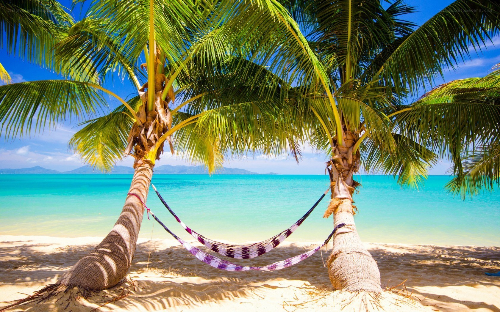 Tropical beach hammock scene